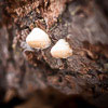 ExpoDisc 2.0: after shot, tree mushrooms