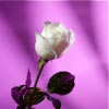 Honl Photo filters (gels): sample image using Rose Purple filter