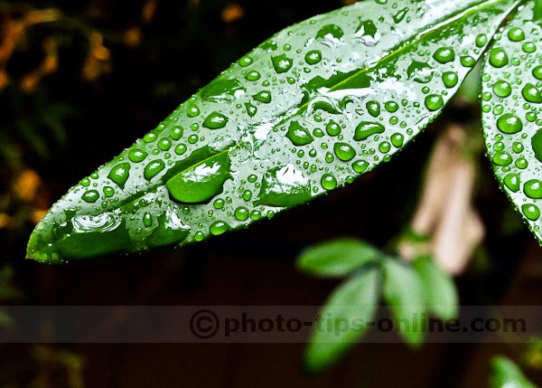 iPhone 5 camera: close-up example, leaf, rain drops