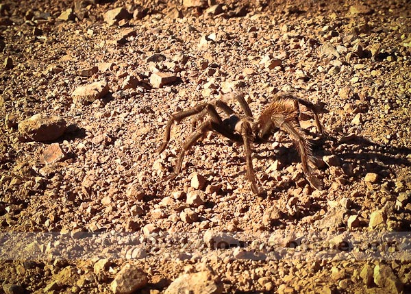 iPhone 5 camera: close-up example, large spider