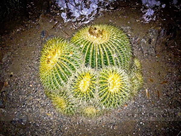 iPhone 5 camera: using built-in flash/LED, cactuses, enhanced