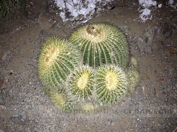 iPhone 5 camera: using built-in flash/LED, cactuses
