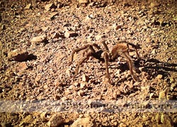 iPhone 5 camera: close-up example, large spider