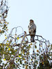LandscapePro: bird in a tree, before