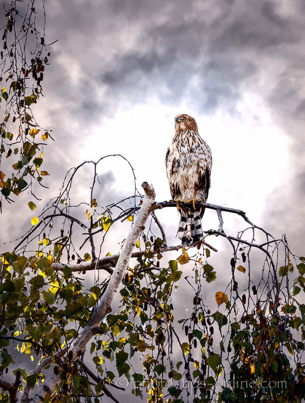 LandscapePro: bird in a tree, dramatic sky