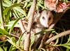 MagMod MagSphere: possum in a tree