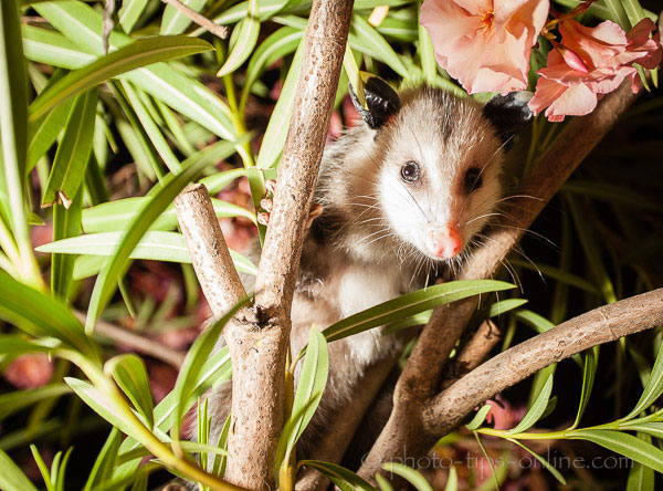 MagMod MagSphere: possum in a tree