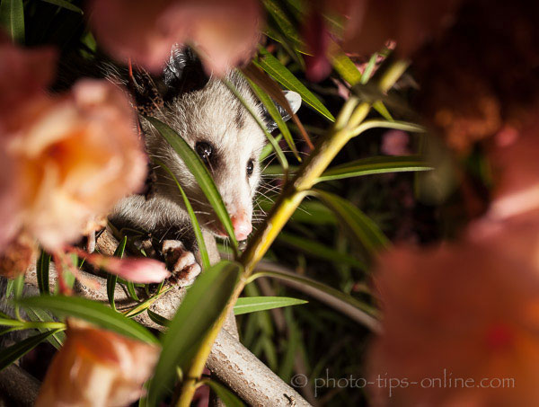 MagMod MagSphere: possum in a tree, example 2