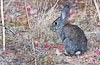 Rogues Safari pop-up flash booster: sample shot, rabbit from a distance